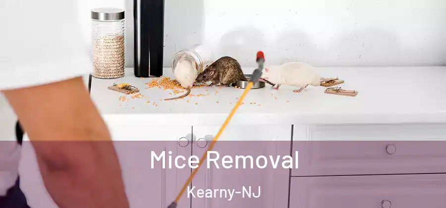 Mice Removal Kearny-NJ