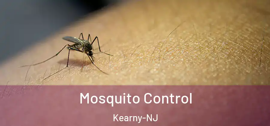Mosquito Control Kearny-NJ