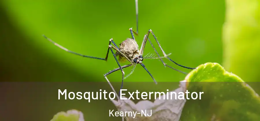  Mosquito Exterminator Kearny-NJ