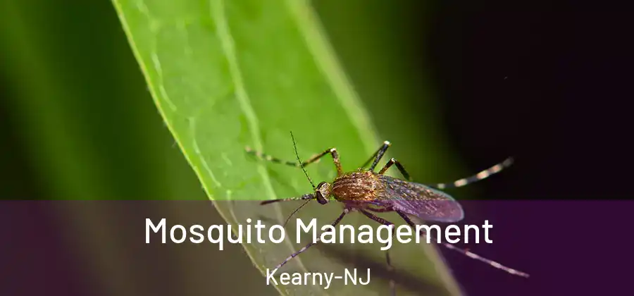  Mosquito Management Kearny-NJ