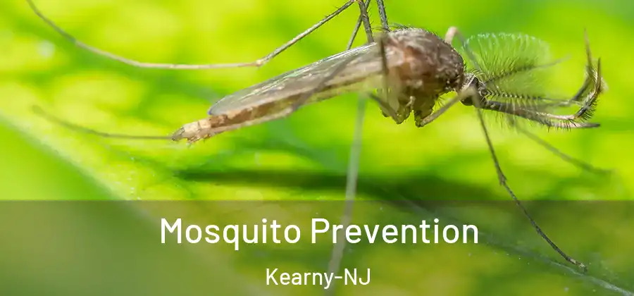 Mosquito Prevention Kearny-NJ