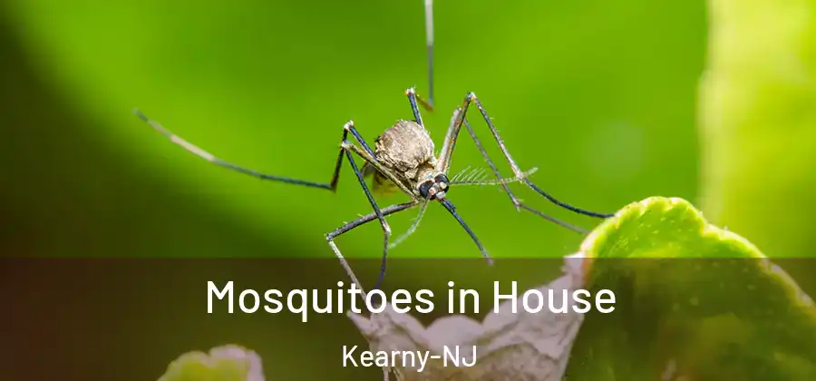Mosquitoes in House Kearny-NJ