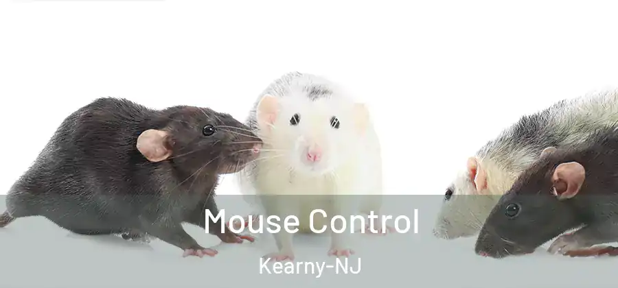  Mouse Control Kearny-NJ