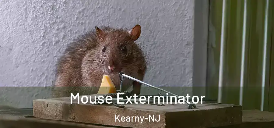 Mouse Exterminator Kearny-NJ