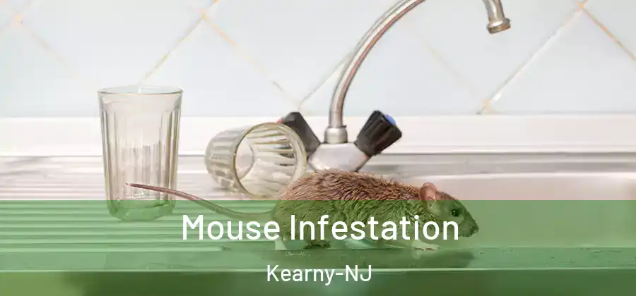 Mouse Infestation Kearny-NJ