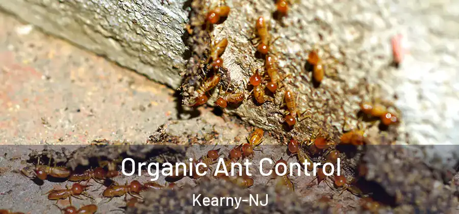 Organic Ant Control Kearny-NJ