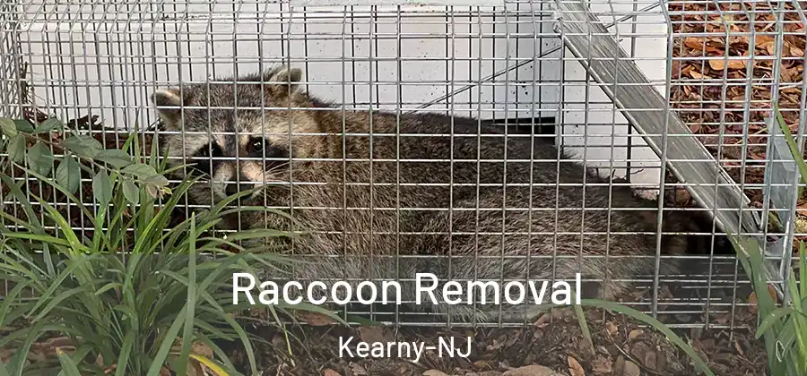  Raccoon Removal Kearny-NJ