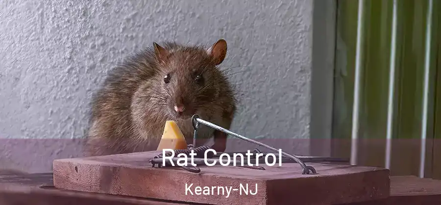  Rat Control Kearny-NJ