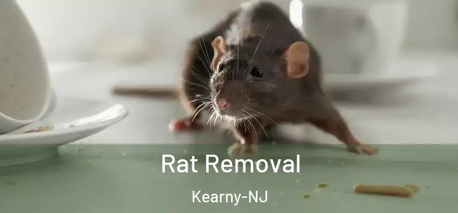 Rat Removal Kearny-NJ