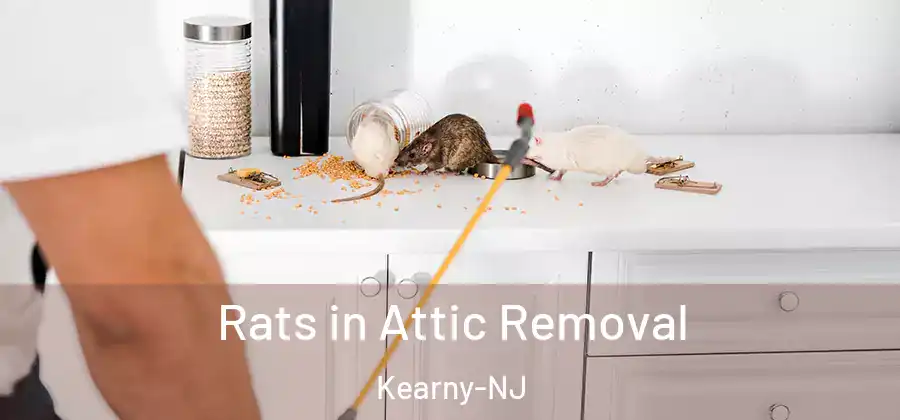  Rats in Attic Removal Kearny-NJ