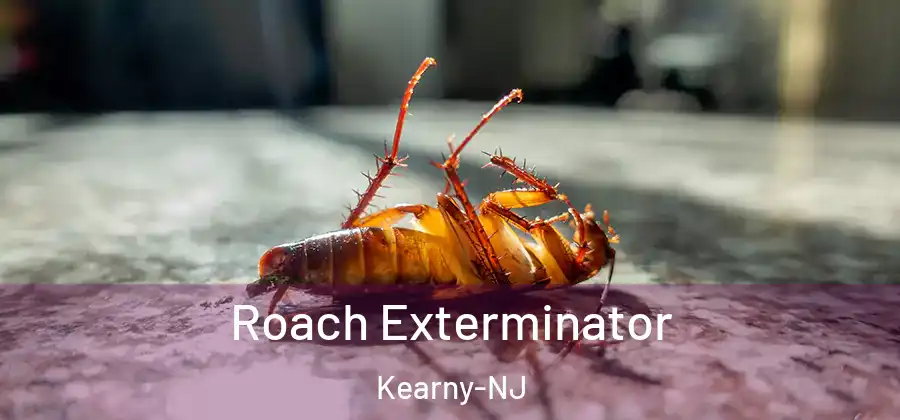  Roach Exterminator Kearny-NJ