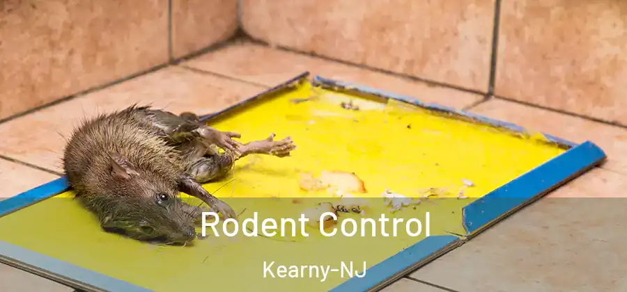 Rodent Control Kearny-NJ