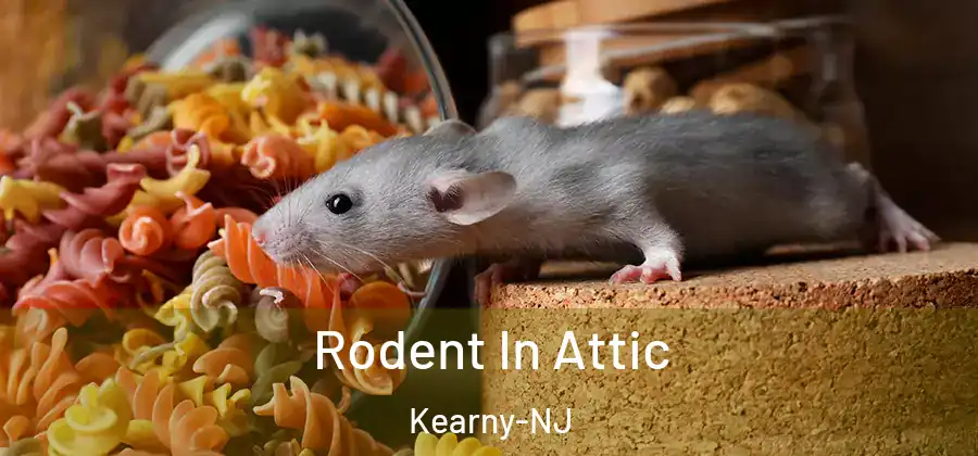 Rodent In Attic Kearny-NJ
