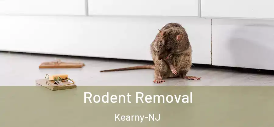 Rodent Removal Kearny-NJ