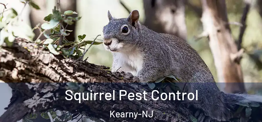 Squirrel Pest Control Kearny-NJ