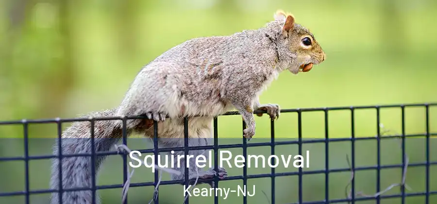 Squirrel Removal Kearny-NJ