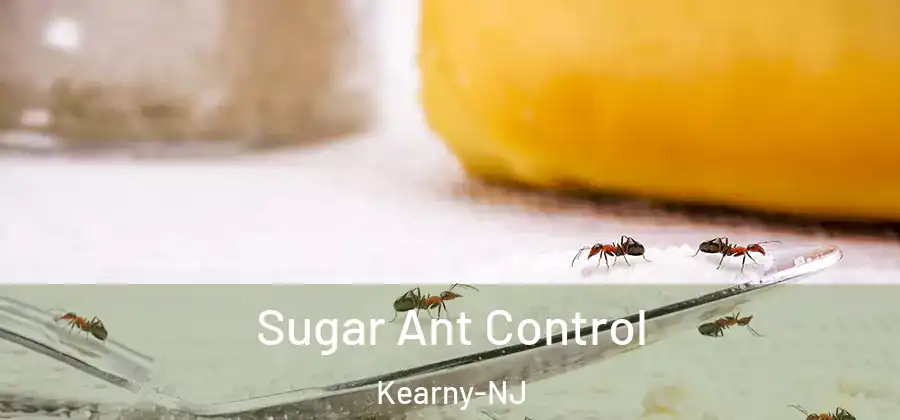  Sugar Ant Control Kearny-NJ