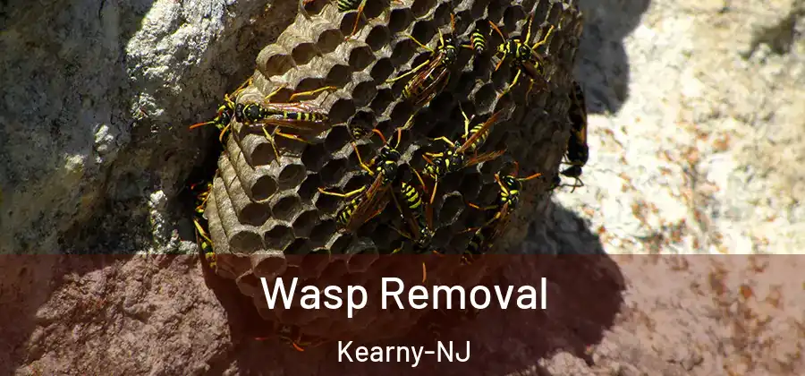 Wasp Removal Kearny-NJ