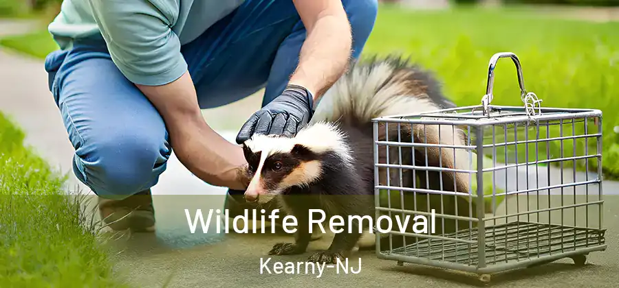Wildlife Removal Kearny-NJ