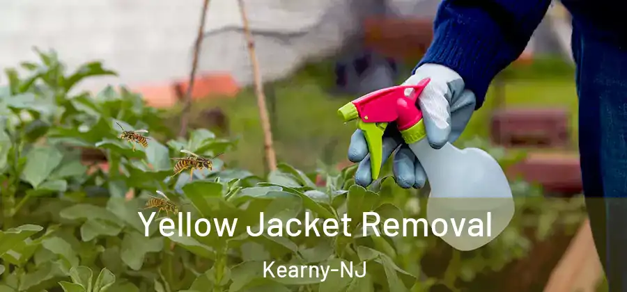  Yellow Jacket Removal Kearny-NJ